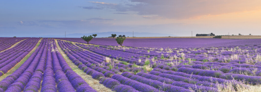 FRA/Provence, Valensole