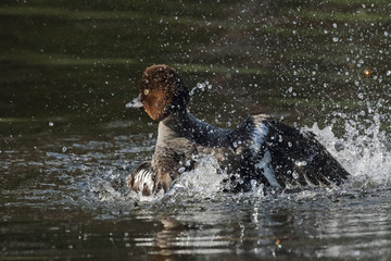 Common goldeneye