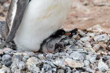Gentoo penguin's chicks in nest