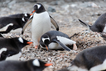 Fototapeta premium Two gentoo penguins