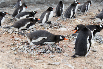 Fototapeta premium Gentoo penguin in nest aggressive open beak