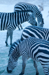 Group of zebras standing together.
