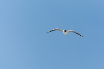 A Black Headed Seagull Flying in Search for Food at Winter's End