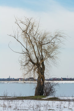 A Leafless Tree Standing As A Sole Survivor Of Winter