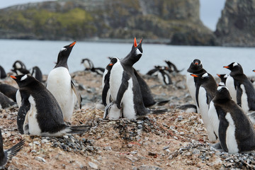 Obraz premium Gentoo penguin with chicks in nest