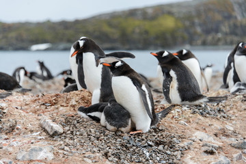 Gentoo penguin with chicks in nest