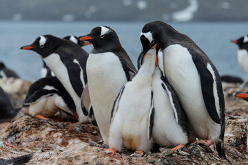 Gentoo penguin feeds chick