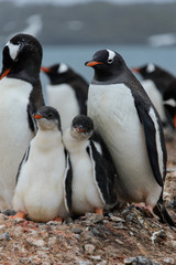 Obraz premium Gentoo penguin with chicks in nest