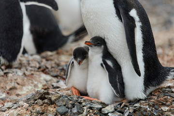 Fototapeta premium Two gentoo penguin's chicks in nest