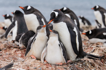 Gentoo penguin with chicks in nest