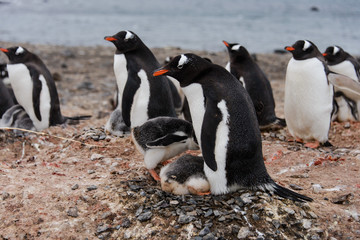 Gentoo penguin's chicks poops