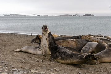 Elephant fighting seals on beach