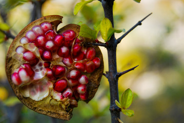 Open pomegranate on the branch