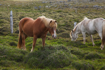Naklejka na ściany i meble Amazing Icelandic horses