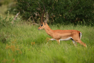 Impala - Aepyceros melampus, small fast antelope from African savanna, Tsavo National Park and Taita hills reserve, Kenya.