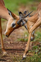 Impala - Aepyceros melampus, small fast antelope from African savanna, Tsavo National Park and...