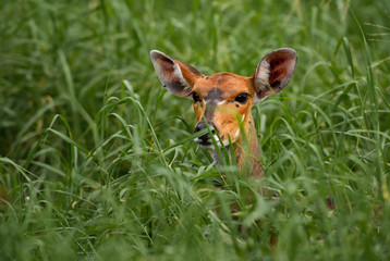 Impala - Aepyceros melampus, small fast antelope from African savanna, Tsavo National Park and Taita hills reserve, Kenya.