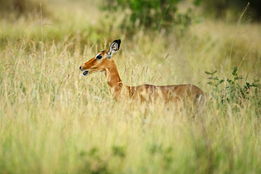 Impala - Aepyceros melampus, small fast antelope from African savanna, Tsavo National Park and Taita hills reserve, Kenya.