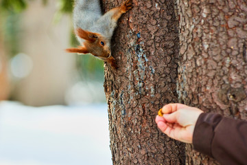 Feeding squirrels by hand. Squirrels are members of the family Sciuridae, a family that includes small rodents.