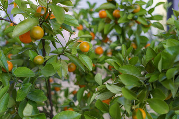 some lemons and oranges on tree