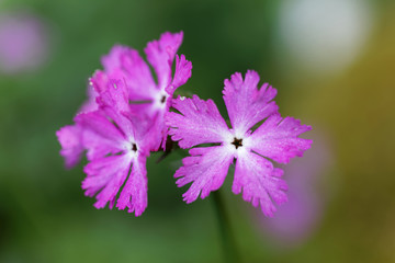 Purple Primula flower. Latin name: Primula vulgaris