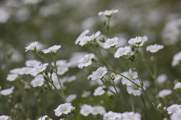 White flowers, flower pattern, blank for the designer, botanical garden in the summer, a blooming meadow in the park, white wild flowers for the postcard, retro style, many small flowers, pop art