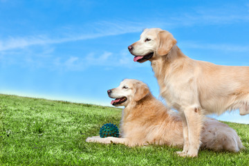 Perros sentados posando en el parque.Perros y mascotas.Entrenamiento y educación de animales de compañia.