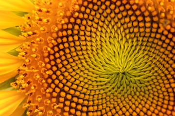 Close up sunflower,select focus and color toned.