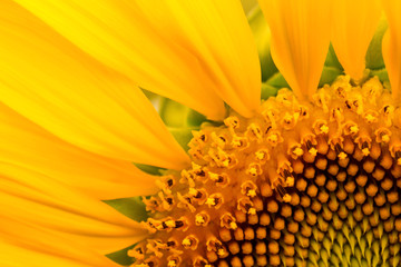 Close up sunflower,select focus and color toned.