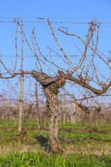 vineyard in winter time  with blue sky