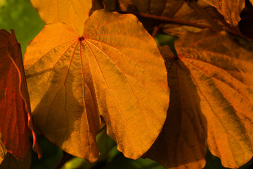 Gold leaf in nature, Bauhinia aureifolia (Fabaceae), a beautiful endemic climber plant of Thailand