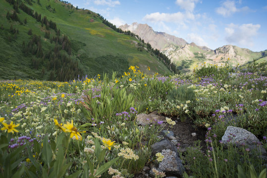 Wildflower Mountain Meadow - Albion Basin Utah 