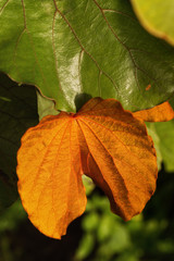 Gold leaves ( with multi-color pigment and fluorescent ) in nature, Bauhinia aureifolia (Fabaceae), a beautiful endemic climber plant of Thailand