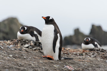 Gentoo penguin on beach