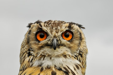 Mocho com bonitos olhos cor de laranja