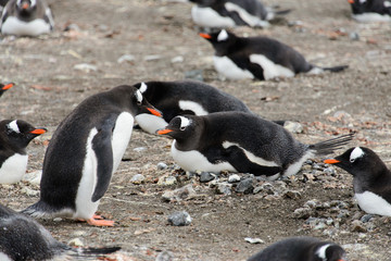 Fototapeta premium Gentoo penguins on beach