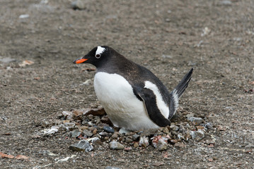 Gentoo penguin with egg in nest