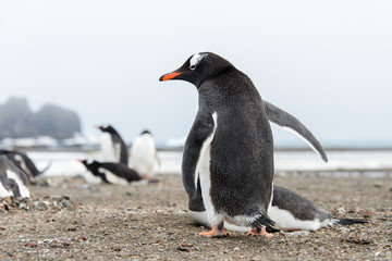 Gentoo penguin going away from back
