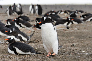 Naklejka premium Gentoo penguin on beach