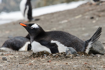 Fototapeta premium Gentoo penguin laying in nest