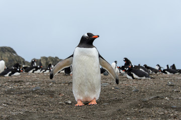 Gentoo penguin on beach