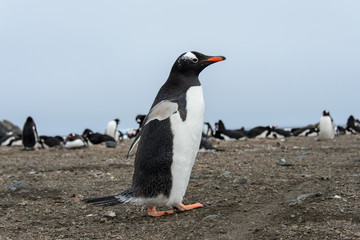 Obraz premium Gentoo penguin going