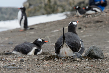 Gentoo penguin laying in nest