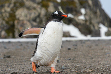 Gentoo penguin going
