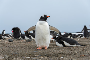 Obraz premium Gentoo penguin on beach