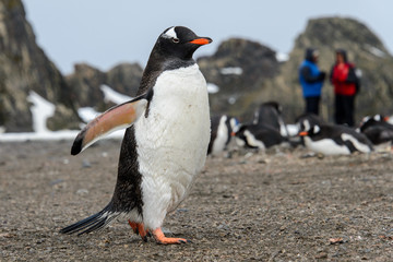 Fototapeta premium Gentoo penguin going