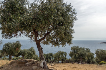 Landscape with olive trees near Giola Natural Pool in Thassos island, East Macedonia and Thrace,...