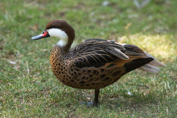 Bahamaente