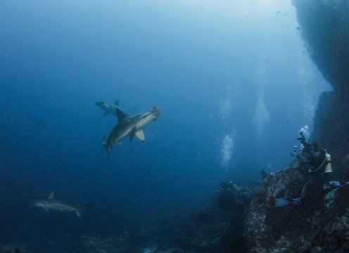 Hammerhead Shark