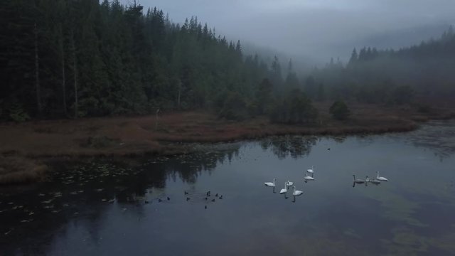 Aerial view of a swan family in a swampy lake during a vibrant cloudy morning. Taken in Vancouver Island, British Columbia, Canada.